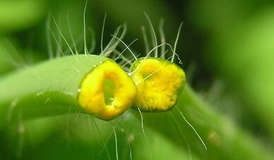Kā atbrīvoties no papilomām ar Celandine